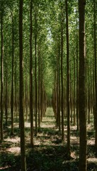 Fototapeta premium Vibrant timber plantation showcases sustainable forestry and rapid growth potential bathed in soft sunlight