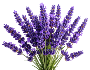 Bouquet of purple lavender blossoms