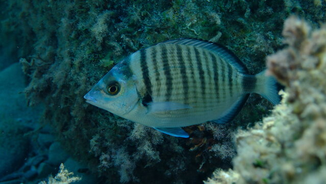 Sharp snout bream or sheepshead sea bream (Diplodus puntazzo) undersea, Ligurian Sea, Italy, Imperia