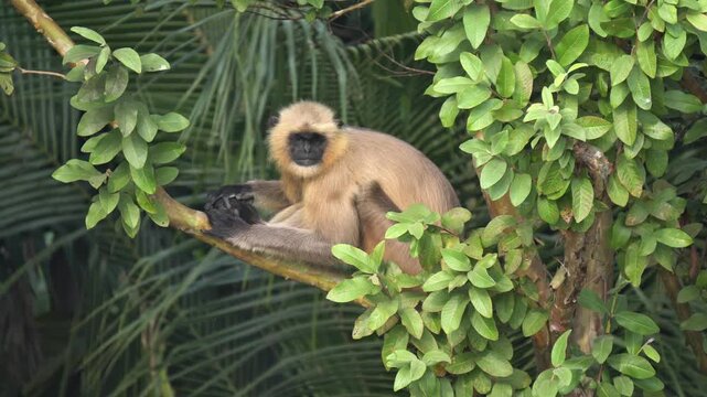 Gray Langur Monkey Sitting on Tree Branch in Natural Forest.