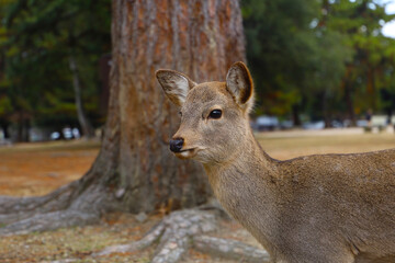 A cute deer at Nara Park, Japan.