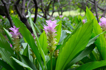 Obraz premium A vibrant field of pink Siam Tulips nestled among lush green foliage.