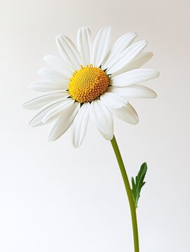 Fresh White Daisy Flower on Light Background - Delicate Natural Visual for Floral Design, Wellness Branding and Minimal Aesthetics