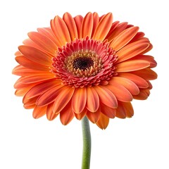 Hardy Gerbera Bright and Bold Pink and Yellow Blooms, Isolated on a Crisp White Background, Showcasing the Resilient Beauty of This Long-Lasting Garden Flower
