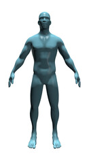 Human Body Anatomy, 3d render 