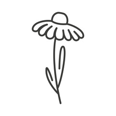 vector illustration flower icon, field chamomile line art