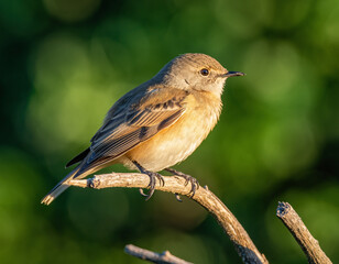 Realistic wildlife photograph of a small bird resting quietly on a tree branch in natural daylight. Detailed feathers, authentic colors, and sharp focus capture the beauty of nature.