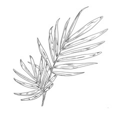 Palm leaves, black and white sketch. Vector illustration. Tropical tree leaves, isolated on a white background. Green lush wildlife plants and fresh jungle foliage.