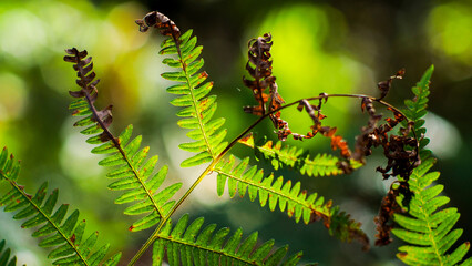 Macro de bruy&egrave;res et de foug&egrave;res sauvages, dans la for&ecirc;t des Landes de Gascogne