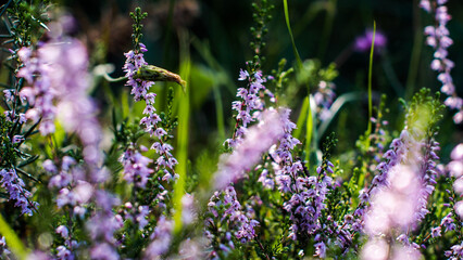 Macro de bruy&egrave;res et de foug&egrave;res sauvages, dans la for&ecirc;t des Landes de Gascogne