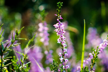 Macro de bruy&egrave;res et de foug&egrave;res sauvages, dans la for&ecirc;t des Landes de Gascogne