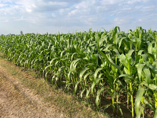 Green corn fields used as livestock feed.