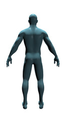 Human Body Anatomy, 3d render 
