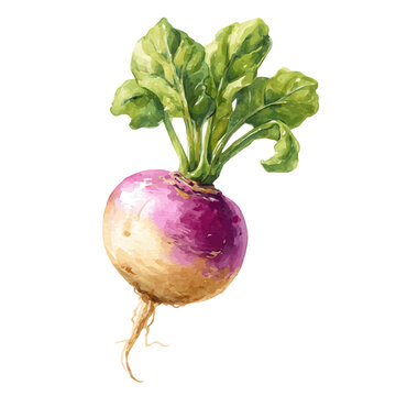 Watercolor Turnip Root vector, artistic painting style, high-resolution illustration on a pure white background.
