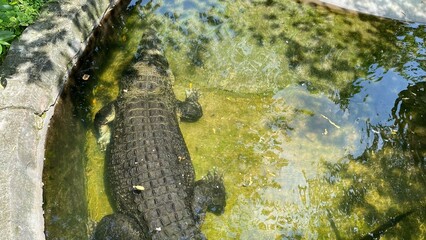 Obraz premium A crocodile is seen soaking in a shallow pool of clear water, showcasing detailed skin textures and the atmosphere of a wildlife habitat in the zoo area.