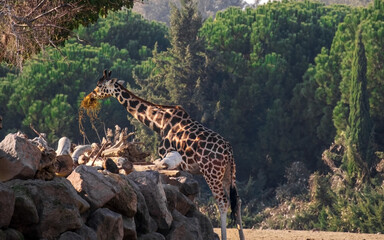 Giraffe Feeding in Izmir Wildlife Park, Turkey
