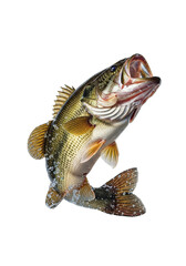 Fototapeta premium Largemouth bass, brown olive scales, mouth open, bursting mid-air from clear water with dynamic splashes and droplets against a transparent studio background, thrill of sport fishing