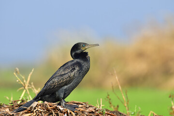 Obraz premium Indian Cormorant (Indian Shag) Phalacrocorax fuscicollis