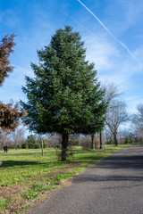 a tall, conical evergreen tree with dense green foliage standing on a grassy lawn next to a paved path, set against a bright blue sky with a white jet contrail.