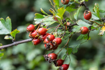 Crataegus monogyna grows with red fruits on thorny branches in natural setting during daylight hours