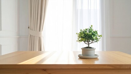 A small potted plant on a wooden table in a bright, minimalist room with white curtains and natural sunlight.