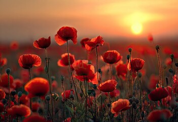 Fototapeta premium Vibrant red poppies filling a field, silhouetted against a golden sunset