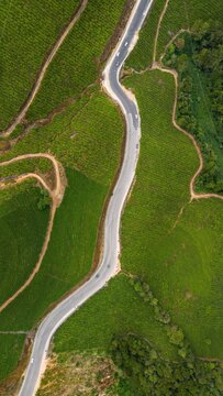 aerial view of tea plantation in munnar 