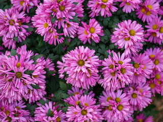 Close-up photo of purple chrysanthemum flowers in bloom