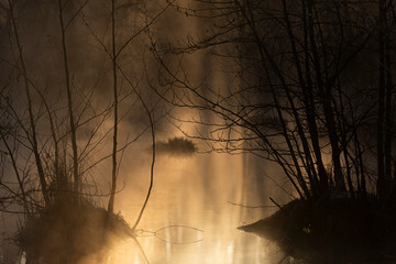 sunrise in the forest