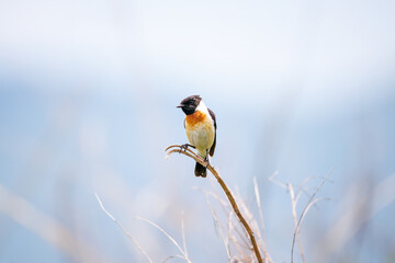 ノビタキ, Amur Stonechat, Siberian Stonechat, Saxicola stejnegeri, Saxicola torquata, ヒタキ科,
日本国山梨県富士吉田市自衛隊北富士演習場-2025/06/07。
富士山の麓に広がる、日本陸上自衛隊の北富士演習場。
年に数回、一般市民に公開され、ハイキングやバードウォッチングが楽しめる。
広大な草原と森林が広がる。結果と