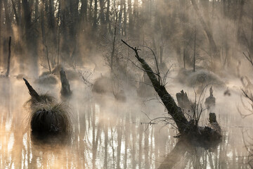 misty morning in the forest