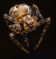 a garden spider on a dark background. an extremely close-up. a colorful macro photograph of an insect.