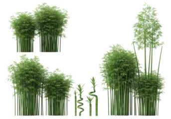 Vibrant emerald green bamboo clusters, varied stalks and delicate leaves, against a pristine transparent background with copy space, evoking serene natural growth and minimalist Asian design concept