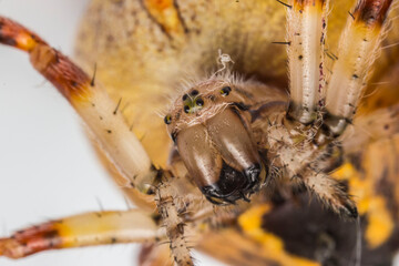 cross spider. close-up. insect portrait on light background. extreme close-up. insect mouthparts. screensaver.