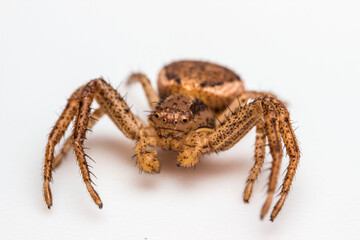 Xysticus. portrait of a crab spider on a light blurred background. extreme close-up. colorful macro photo of an insect. kind eyes of a spider.