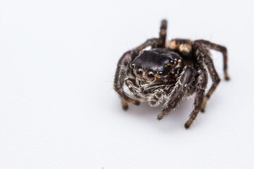 portrait of the Himalayan jumping spider on a light background. extreme close-up. colorful macro photo of an insect. kind eyes of a spider.