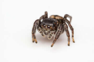 Himalayan jumping spider close-up on a white background. colorful macro photo. design material. beautiful and cute spider.