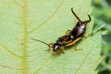 earwig beetle. colorful detailed macro photo of an insect. screensaver. wildlife. close-up. text space.