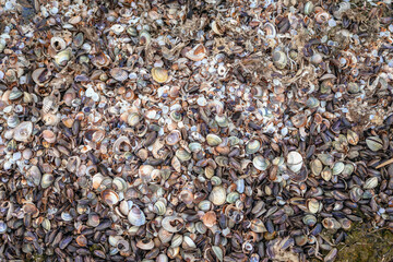 Colorful sea shells and fragments covering sandy beach in natural chaotic texture. Natural background for ocean-themed designs, marine textures or eco concepts