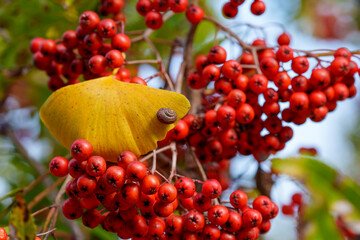 Close-up photo of a snail resting on a fallen Ginkgo leaf among red Winter Currant berries (Ribes fasciculatum)