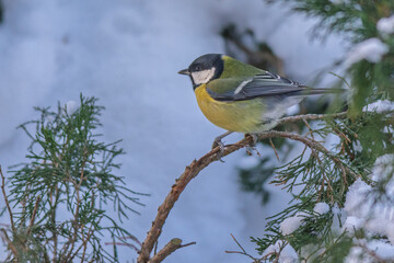 great tit on a branch © Александр Арендарь