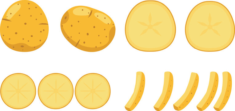 Potato vegetable vector illustration set showing whole potatoes slices rounds and fries fresh food isolated on white background