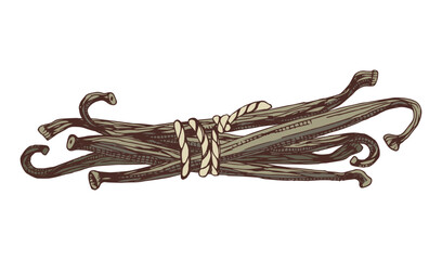 Vanilla pods in bunch vector