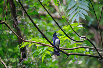 Obraz premium 水浴びするオオルリ, ヒタキ科, Blue-and-white Flycatcher, Cyanoptila cyanomelana, 幸せの青い鳥 山梨県富士吉田市大洞の水場-2025 山中湖の別荘地内にある水場。 崖から美しい清水が湧くポイントで、古くから登山者が水を飲んだり、野鳥が水浴びをしたりする。 