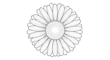 Obraz premium Detailed hand drawn sketch of a daisy flower in black and white featuring textured petals and a stippled center.