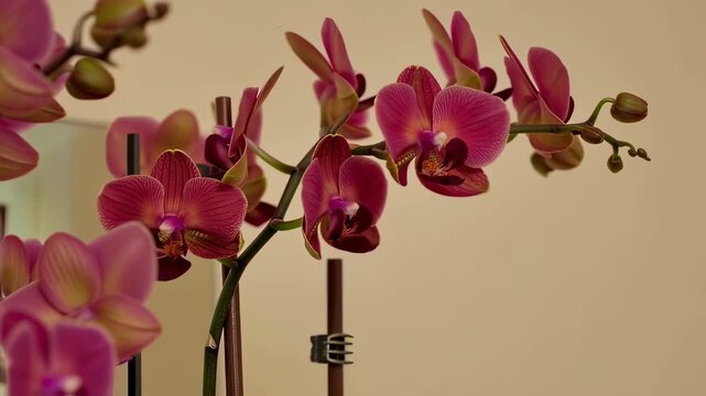 Rosy Orchid Cluster Diagonal Closeup