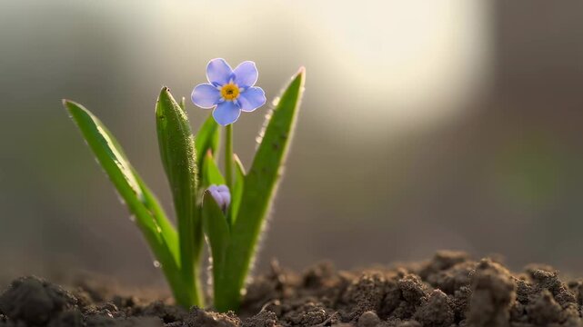 Blue Forget Me Not Closeup in Soil