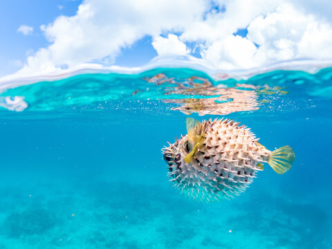 半水面撮影
怒って膨らむヒトヅラハリセンボン, Black-blotched Porcupinefish, Diodon liturosus, ハリセンボン科,
美しいサンゴ礁と熱帯魚の群れ。
安室島沖縄県
島尻郡慶良間諸島座間味島-2025
沖縄本島から40km西方の諸島。30以上の島嶼群全体が国立公園に指定。珊瑚礁の青い海と白い砂浜は世界屈指の美しさ。貴重な動植物が多数生息。
