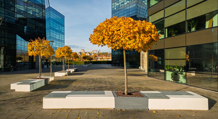 autumn colours on ornamental trees in the courtyard of a modern office building