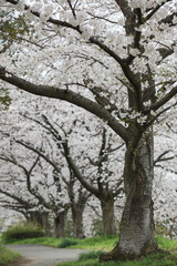 Obraz premium 公園の桜並木